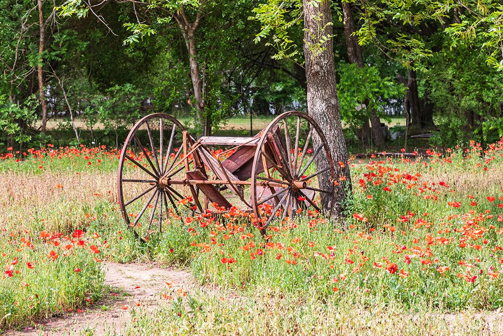 Castroville-Texas-USA-Rusted antique farm equipment in a field of poppies art print by Emily Wilson for $57.95 CAD
